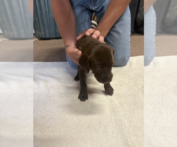 Medium Photo #2 German Shorthaired Pointer Puppy For Sale in LEWISTON, NY, USA