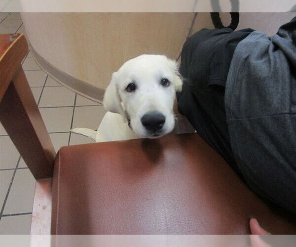 Medium Photo #1 Labrador Retriever Puppy For Sale in Ocala, FL, USA