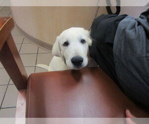 Labrador Retriever Dogs for adoption in Ocala, FL, USA