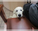 Small Labrador Retriever