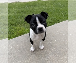 Boston Terrier Puppy for sale in GARFIELD, AR, USA