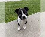 Image preview for Ad Listing. Nickname: Maya