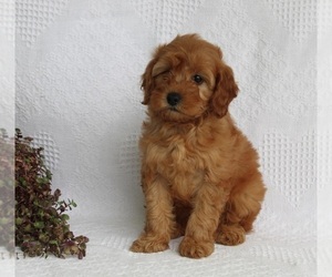 Poodle (Miniature) Puppy for sale in FREDERICKSBURG, OH, USA