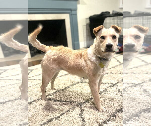 Medium Photo #16 Collie-Unknown Mix Puppy For Sale in Sandy, UT, USA