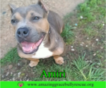 Small American Staffordshire Terrier