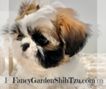 Small Photo #3 Shih Tzu Puppy For Sale in JACKSONVILLE, FL, USA