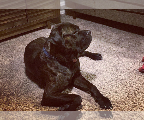 Medium Photo #1 Cane Corso Puppy For Sale in WINDSOR, CO, USA