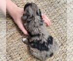 Small #9 Aussiedoodle Miniature 