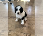 Small Photo #10 Sheepadoodle Puppy For Sale in CANYON, TX, USA