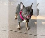 Small Photo #9 French Bulldog Puppy For Sale in PALO ALTO, CA, USA