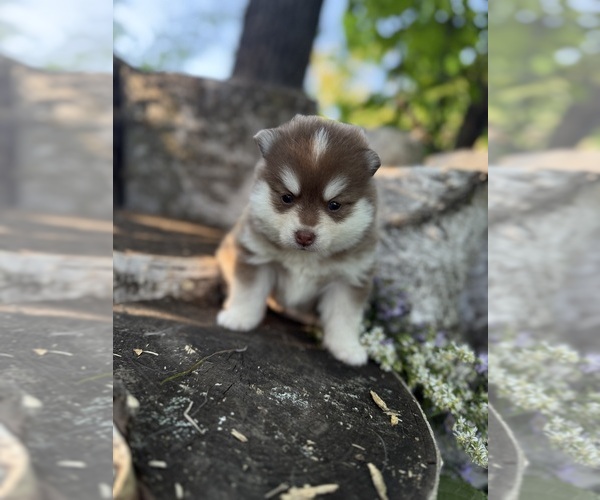 Medium Photo #6 Pomsky Puppy For Sale in STAPLES, MN, USA