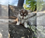 Small #5 Pomsky