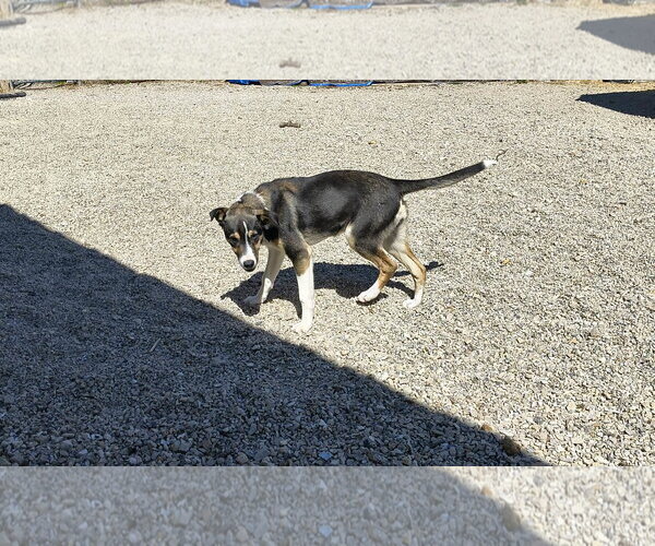 Medium Photo #4 Jack Russell Terrier-Unknown Mix Puppy For Sale in Stover, MO, USA