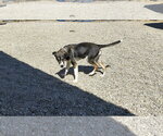 Small #3 Jack Russell Terrier Mix