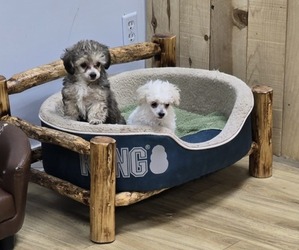 Poodle (Toy) Puppy for sale in BERLIN, WI, USA
