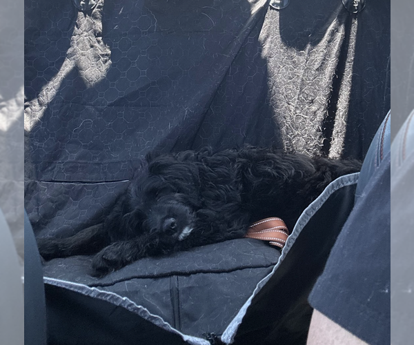 Medium Photo #4 Mutt Puppy For Sale in Brooklyn, NY, USA