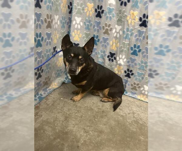 Medium Photo #1 Chipin Puppy For Sale in Rosenberg, TX, USA