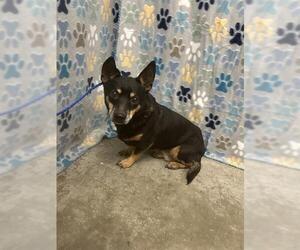 Chipin Dogs for adoption in Rosenberg, TX, USA