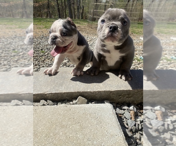 Medium Photo #4 American Bully-American Pit Bull Terrier Mix Puppy For Sale in DRACUT, MA, USA