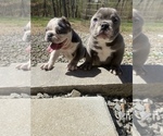 Small Photo #4 American Bully-American Pit Bull Terrier Mix Puppy For Sale in DRACUT, MA, USA