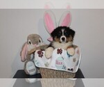 Puppy Trix Australian Shepherd