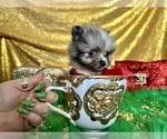 Small Photo #25 Pomeranian Puppy For Sale in HAYWARD, CA, USA