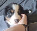 Small #2 Bernese Mountain Dog