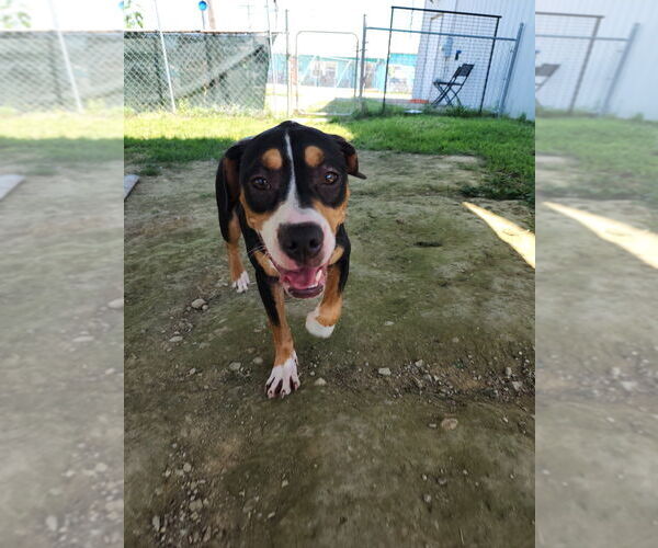 Medium Photo #4 American Pit Bull Terrier-Pointer Mix Puppy For Sale in Evansville, IN, USA