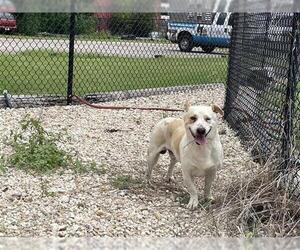 American Pit Bull Terrier-Dachshund Mix Dogs for adoption in Waco, TX, USA