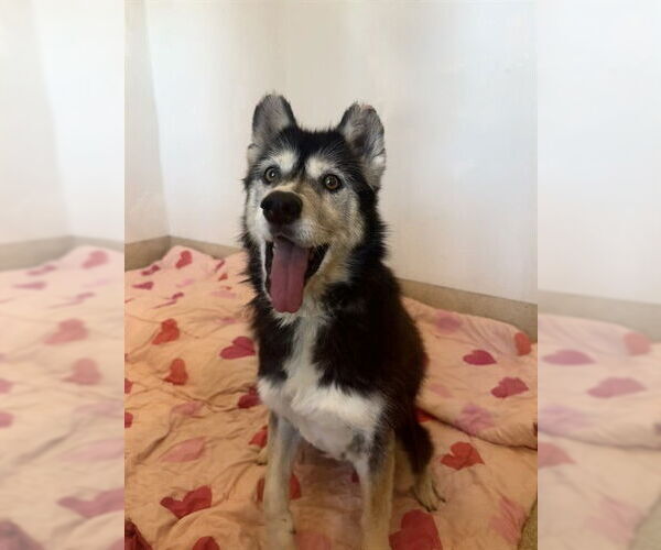 Medium Photo #2 Siberian Husky-Unknown Mix Puppy For Sale in Riverside, CA, USA