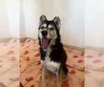 Small #1 Siberian Husky Mix