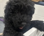 Small Photo #2 Puli Puppy For Sale in MIDDLETOWN, VA, USA