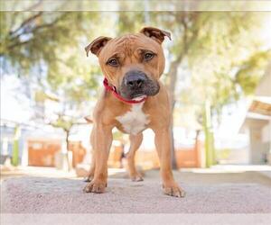 Mutt Dogs for adoption in Las Vegas, NV, USA
