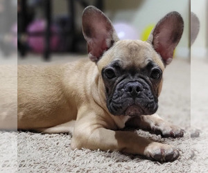 French Bulldog Puppy for sale in ORLANDO, FL, USA