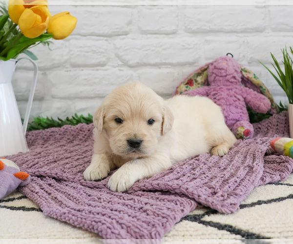 Medium Photo #2 English Cream Golden Retriever Puppy For Sale in SYRACUSE, IN, USA