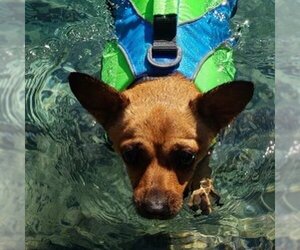 Penny - Female Chihuahua-Unknown Mix Dog for Adoption - Photo #6