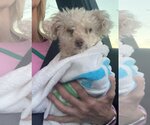 Small Photo #2 Poodle (Miniature) Puppy For Sale in Boonton, NJ, USA