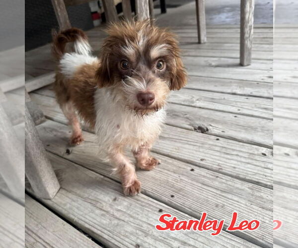 Medium Photo #2 Dachshund-Unknown Mix Puppy For Sale in San Antonio, TX, USA