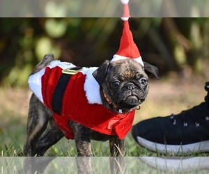 Pug Puppy for sale in PALM COAST, FL, USA