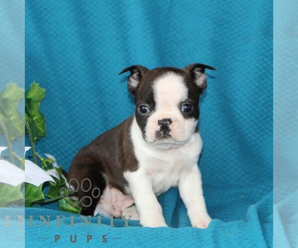 Medium Photo #1 Boston Terrier Puppy For Sale in QUARRYVILLE, PA, USA
