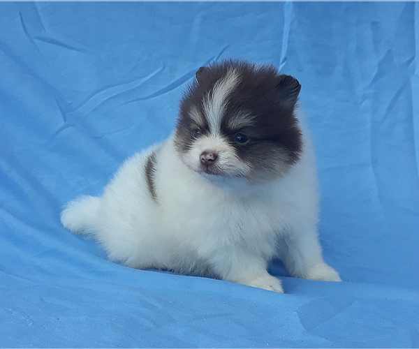 Medium Photo #8 Pomeranian Puppy For Sale in WEST PALM BEACH, FL, USA