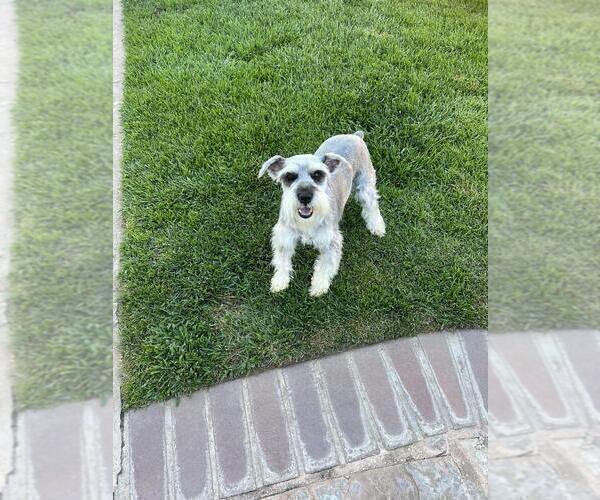 Medium Photo #1 Schnauzer (Miniature) Puppy For Sale in RIVERSIDE, CA, USA