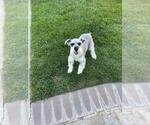 Small Photo #1 Schnauzer (Miniature) Puppy For Sale in RIVERSIDE, CA, USA
