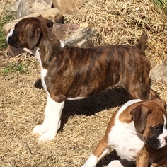 Boxer Puppy for sale in RUSSELLVILLE, AL, USA