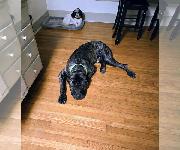 Medium Photo #2 Mastiff Puppy For Sale in Edmond, OK, USA