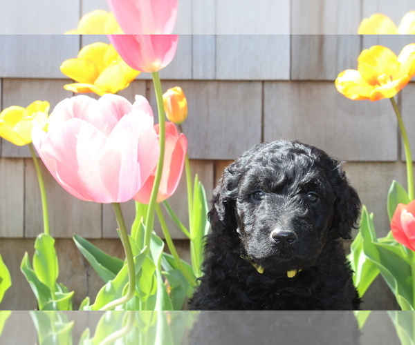 Medium Photo #1 Goldendoodle Puppy For Sale in PUYALLUP, WA, USA