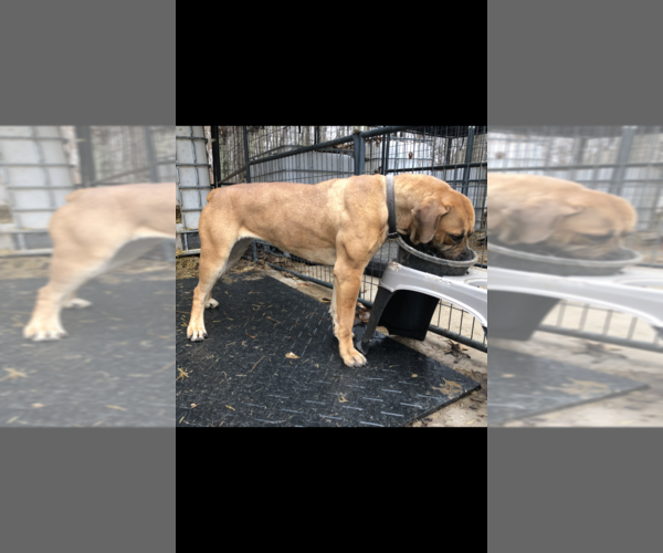 Medium Photo #10 Boerboel Puppy For Sale in THREE RIVERS, MI, USA