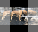 Small Photo #10 Boerboel Puppy For Sale in THREE RIVERS, MI, USA
