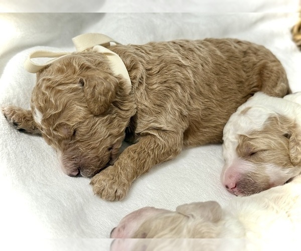 Medium Photo #5 Labradoodle-Poodle (Standard) Mix Puppy For Sale in LOUISVILLE, KY, USA