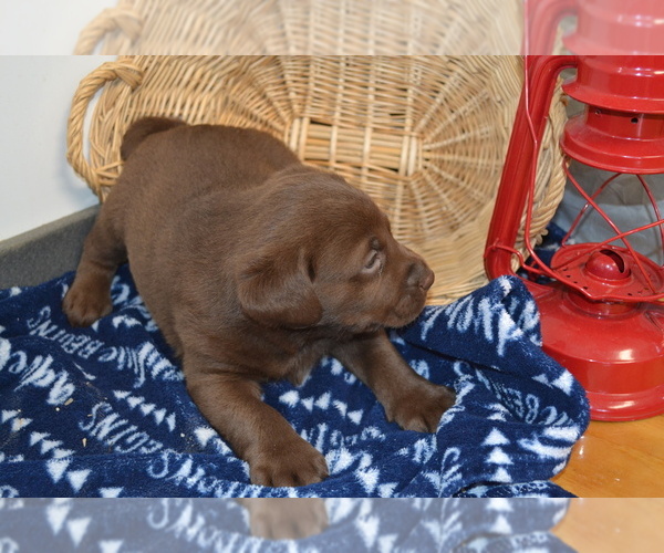 Medium Photo #8 Labrador Retriever Puppy For Sale in GREENWOOD, WI, USA